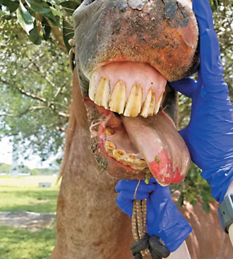 Malleus Pferd