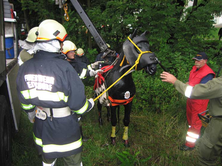 Erste Hilfe bei Reitunfällen -  - Österreichs unabhängiges  Pferde-Portal - Wissen / Aktuelles Wissen
