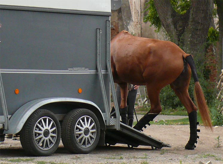 Anhänger-Beleuchtung kann Transport- und Verladestress für Pferde