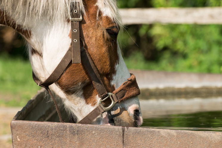 Pferd Trinkt Zu Wenig Wasser