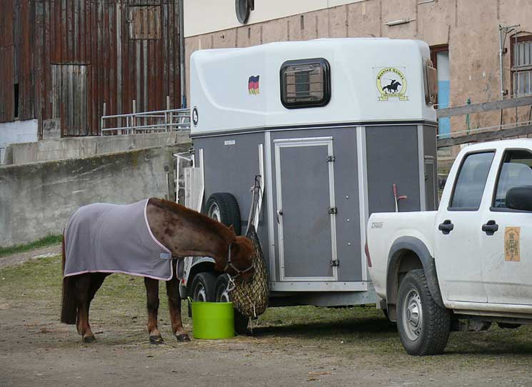 Pferd An Turnier Gewöhnen