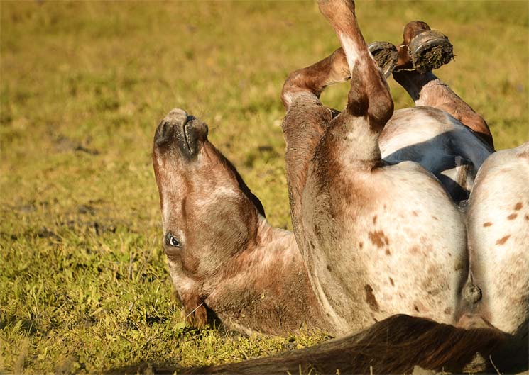 Behandlung Kolik Pferd