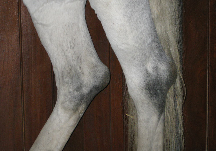 Gallen Hinterbeine Pferd