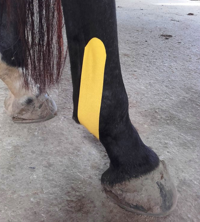 Pferd Tapen Hinterhand