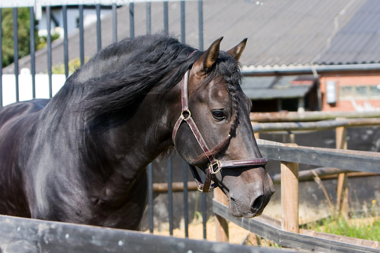 Führanlage Pferd