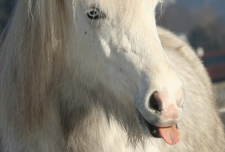 Abkauen Pferd Bedeutung