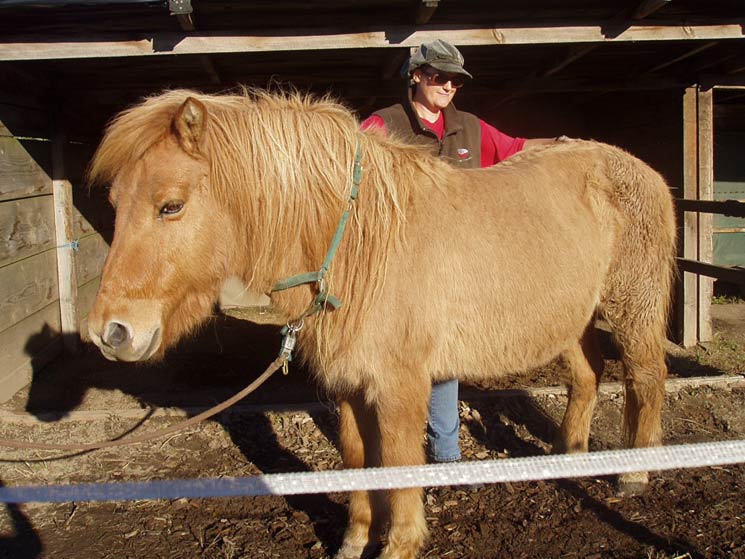 Muskelwerte Erhöht Pferd