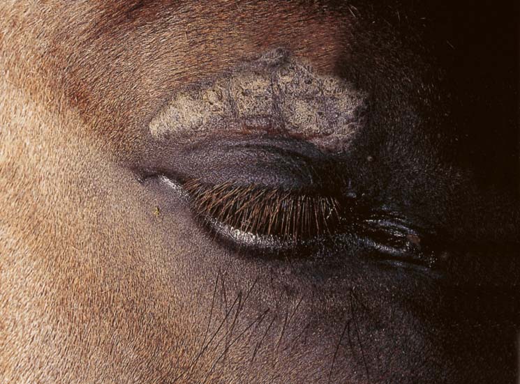 Hautkrebs Pferd Behandlung