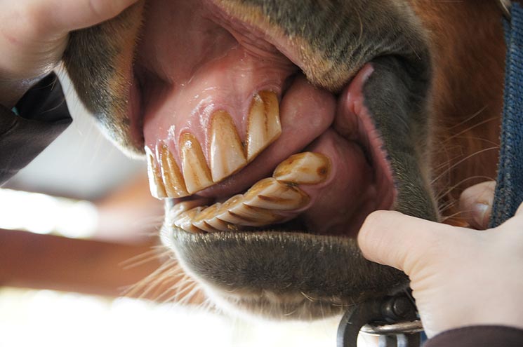 Pferd Zahnfleisch Entzündet