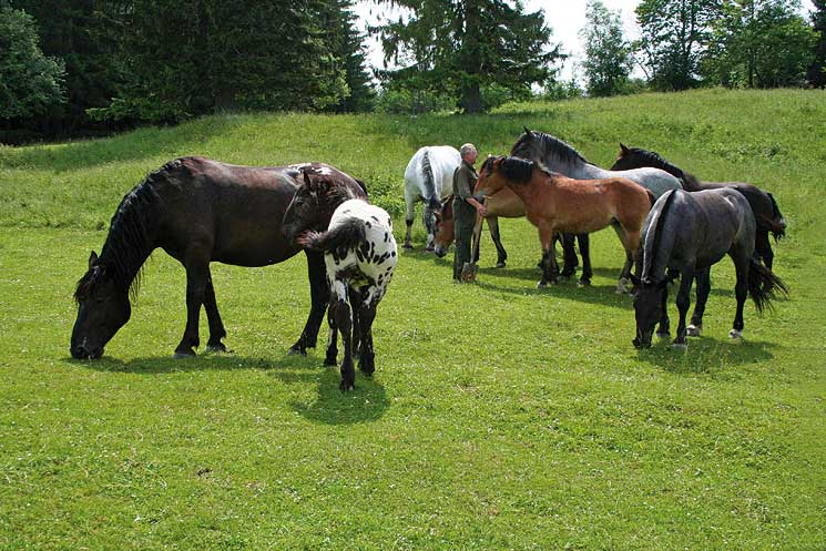 3,99€/kg 10 kg Grassamen Gras für Weide Pferde Koppel mit Klee 