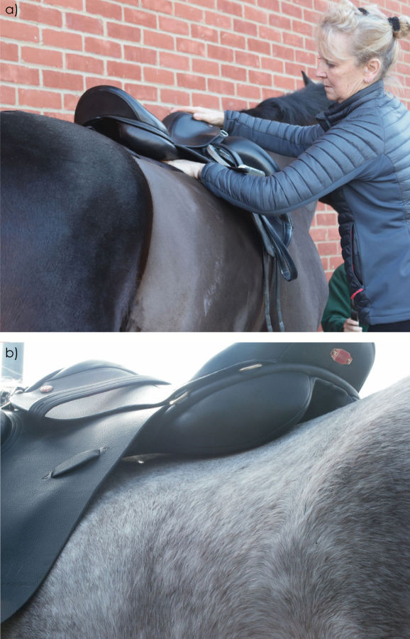 Bild 5 a: Man prüft den gleichmäßigen Kontakt der Polsterung indem man eine Hand von vorne nach hinten unter den Kissen durchzieht.
b) Extrembeispiel eines brückenden Sattels; unter der Mitte der Polsterung kann man Tageslicht sehen./Fotos: Saddle Research Trust