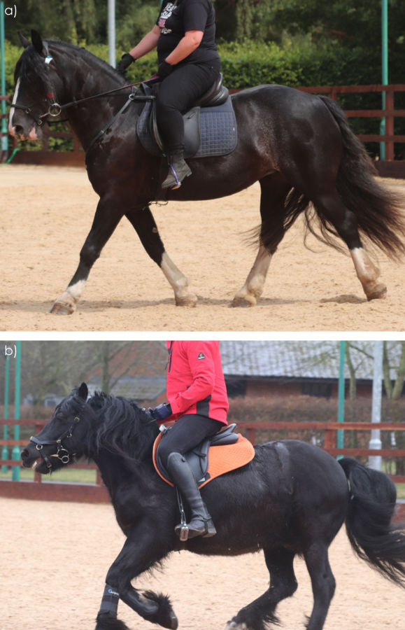 Bild 6: Bewerte die Passform von Reiter, Pferd und Sattel. Der Reiter sollte mittig sitzen und vorne und hinten noch Platz haben.
a) Der Reiter sitzt auf dem Efter und belastet den hinteren Teil des Sattels. Es ist zweifelhaft, ob die Länge dieses Pferderückens einen Sattel von ausreichender Länge für diesen Reiter tragen könnte.
b) Der Reiter hat zu lange Beine für diesen Sattel, daher ragen seine Knie über die Sattelpauschen. Der Sattel ist vorgerutscht. Er ist nach vorne gekippt, wodurch die Unterlage hinten vom Rücken abhebt. Der Sattel behindert die Bewegung der Vorderbeine./Fotos: Saddle Research Trust