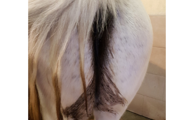 Pferd Hat Kotwasser