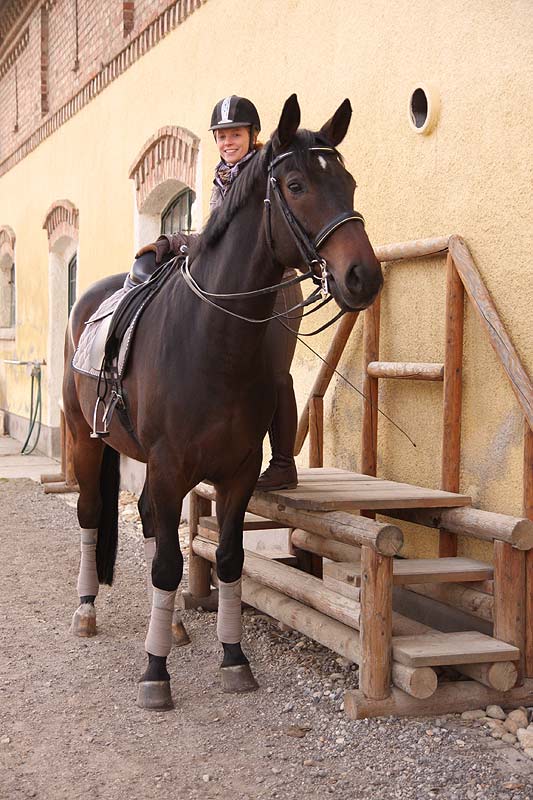 Pferd Steigt Beim Aufsteigen