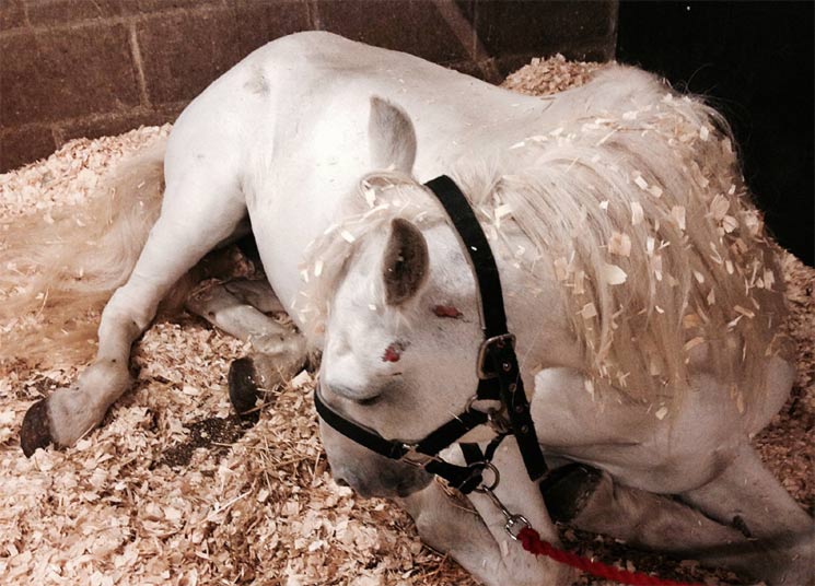 Kolik Beim Pferd Nachbehandlung