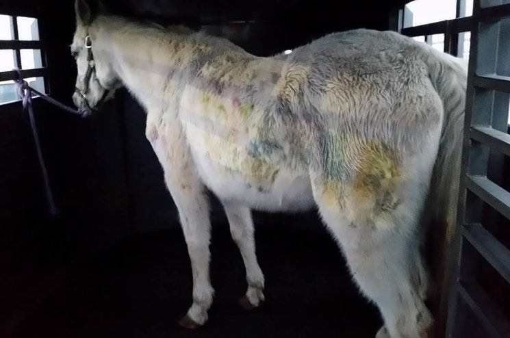 Rescue Pferd