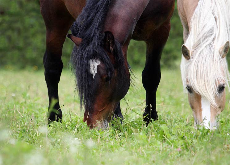 Pferd Selen Zu Hoch