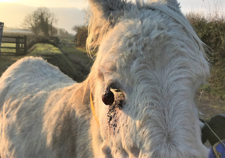 Equines Sarkoid Pferd Ansteckung