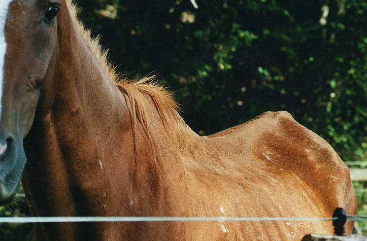 Anämie Pferd Ursachen