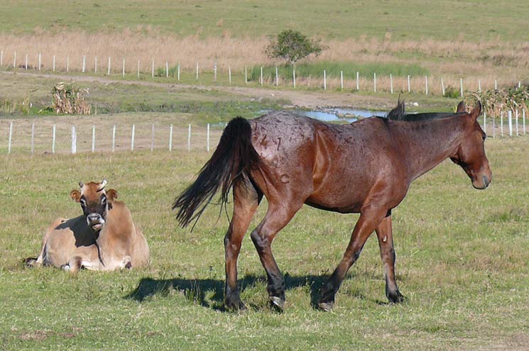 Pferd Und Esel Zusammen Halten