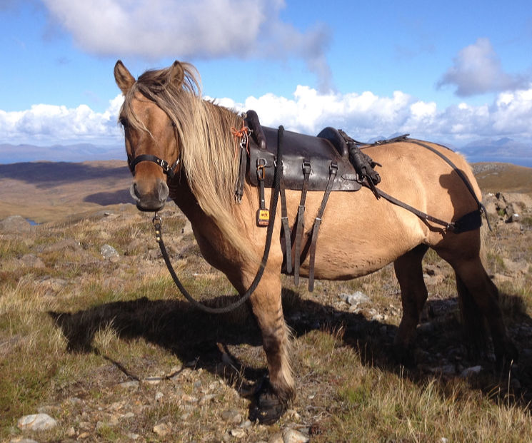 Mein Abenteuer Bei Den Highland Ponys Der Insel Rum Propferd At Osterreichs Unabhangiges Pferde Portal News Aktuelle News