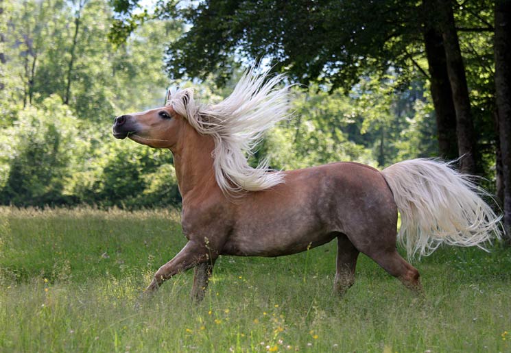 Gentest Pferd Rasse Kosten