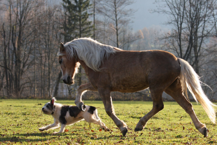 Hund Und Pferd Tickets