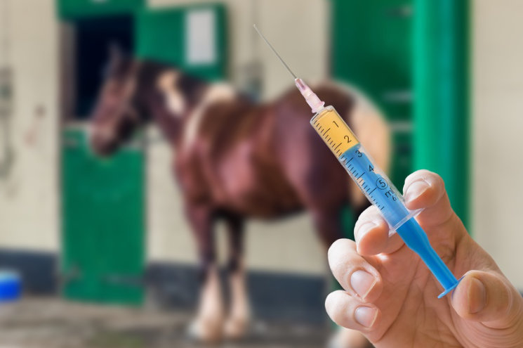 Herpes Impfung Beim Pferd