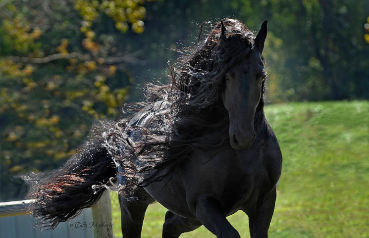 Hübschestes Pferd Der Welt