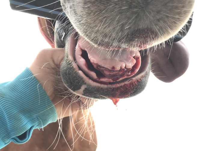 Pferd Kaut Heu Und Spuckt Es Wieder Aus Nach Zahnbehandlung