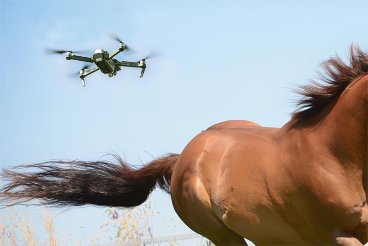 Neues Pferd Wird Gejagt