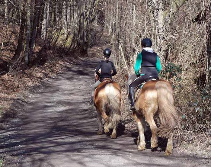 Erstes Turnier Mit Jungem Pferd