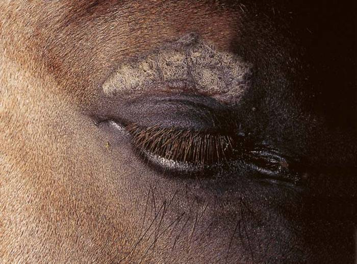 Equine Sarkoide Pferd