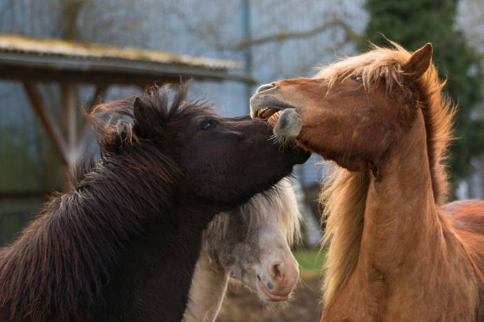 Pferd Tötet Fohlen