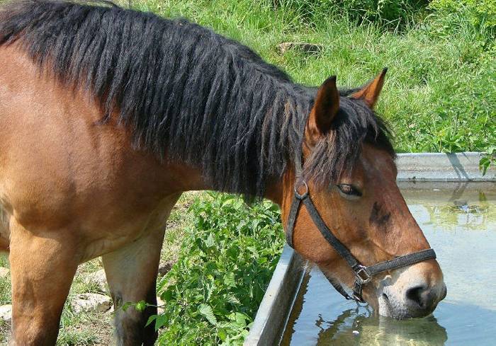 Pferd Trinkt Zu Wenig Symptome