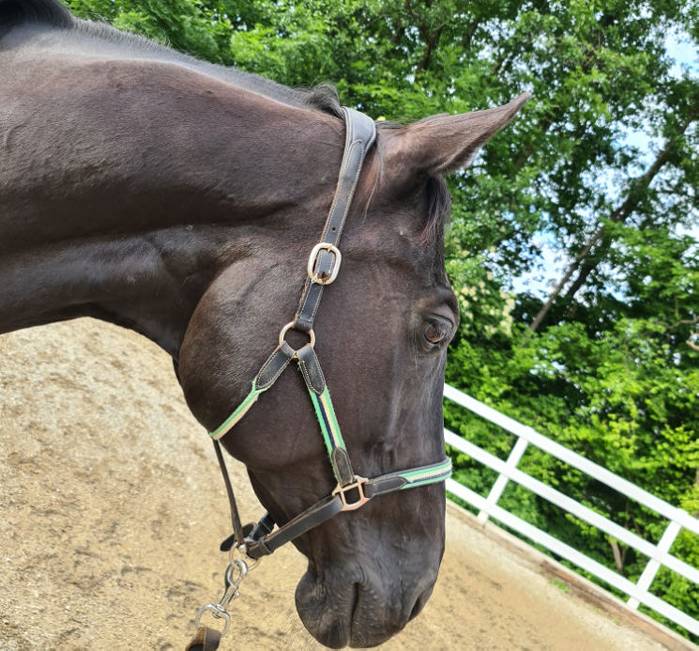 Headshaking Pferd Ursachen